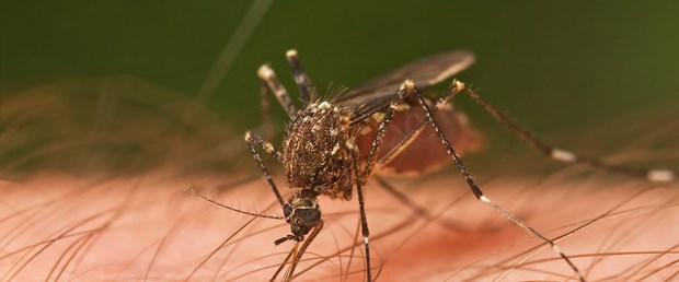 sivrisinek2.jpg