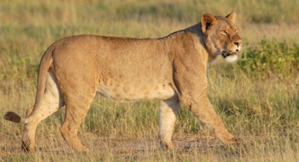 Doğadaki aslan sayısı 20 bine kadar düştü. Uzmanlar 20 yıl içerisinde doğada aslan kalmayacağı endişesi taşıyor. 
