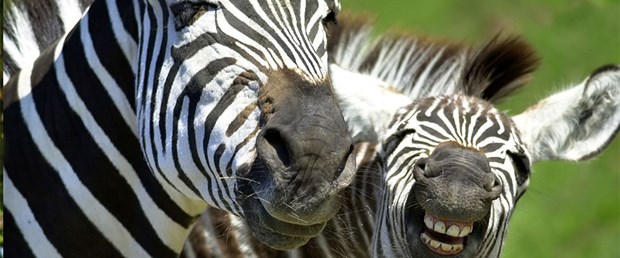 zebra---150116